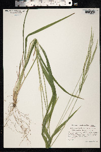 Brachypodium sylvaticum image