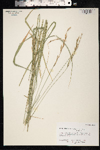 Brachypodium sylvaticum image
