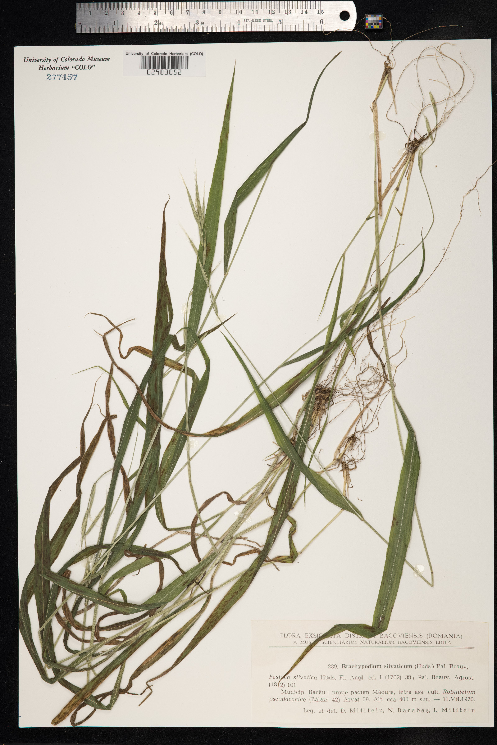 Brachypodium sylvaticum image