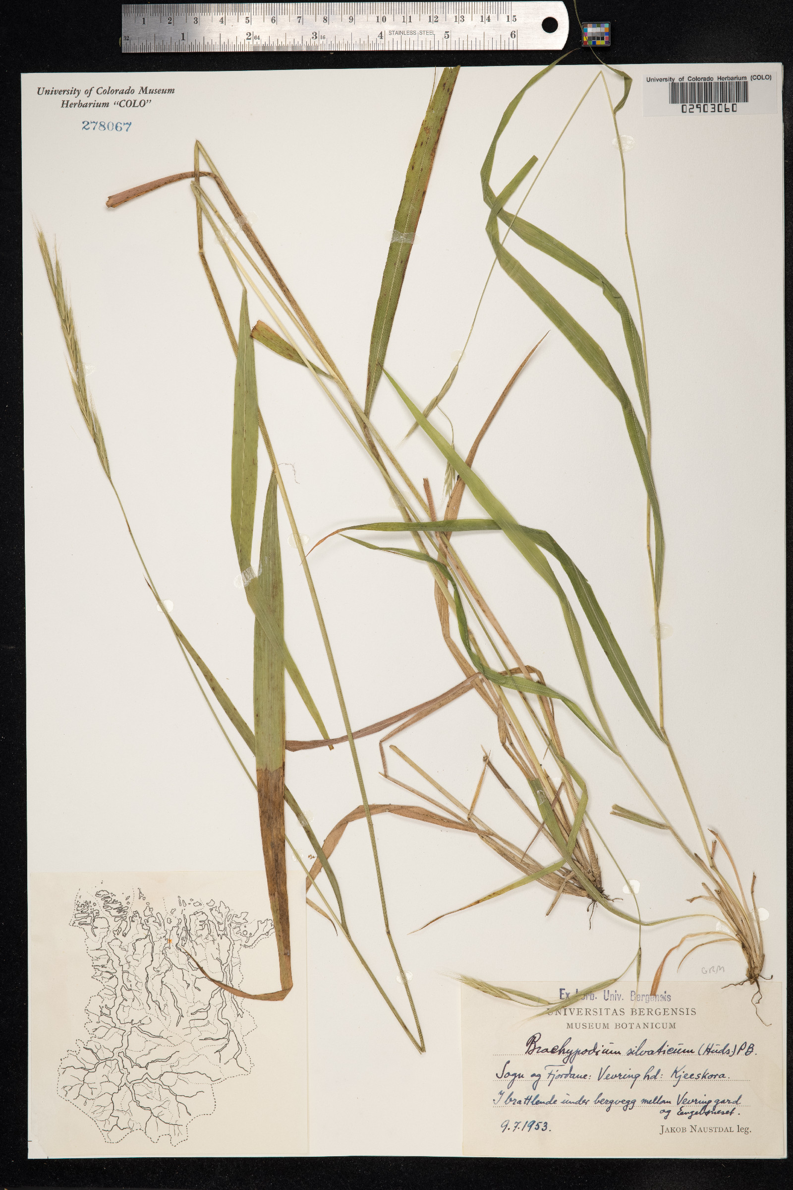 Brachypodium sylvaticum image