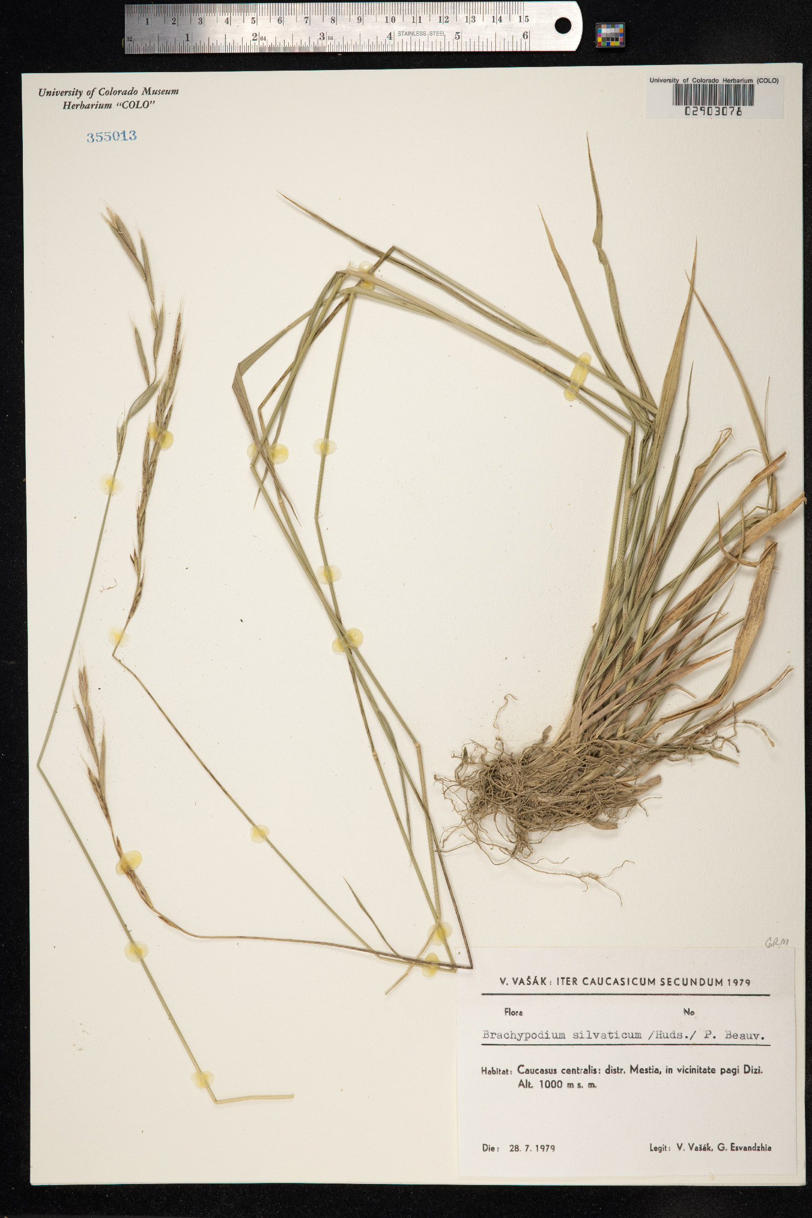 Brachypodium sylvaticum image