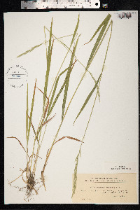 Brachypodium pinnatum image
