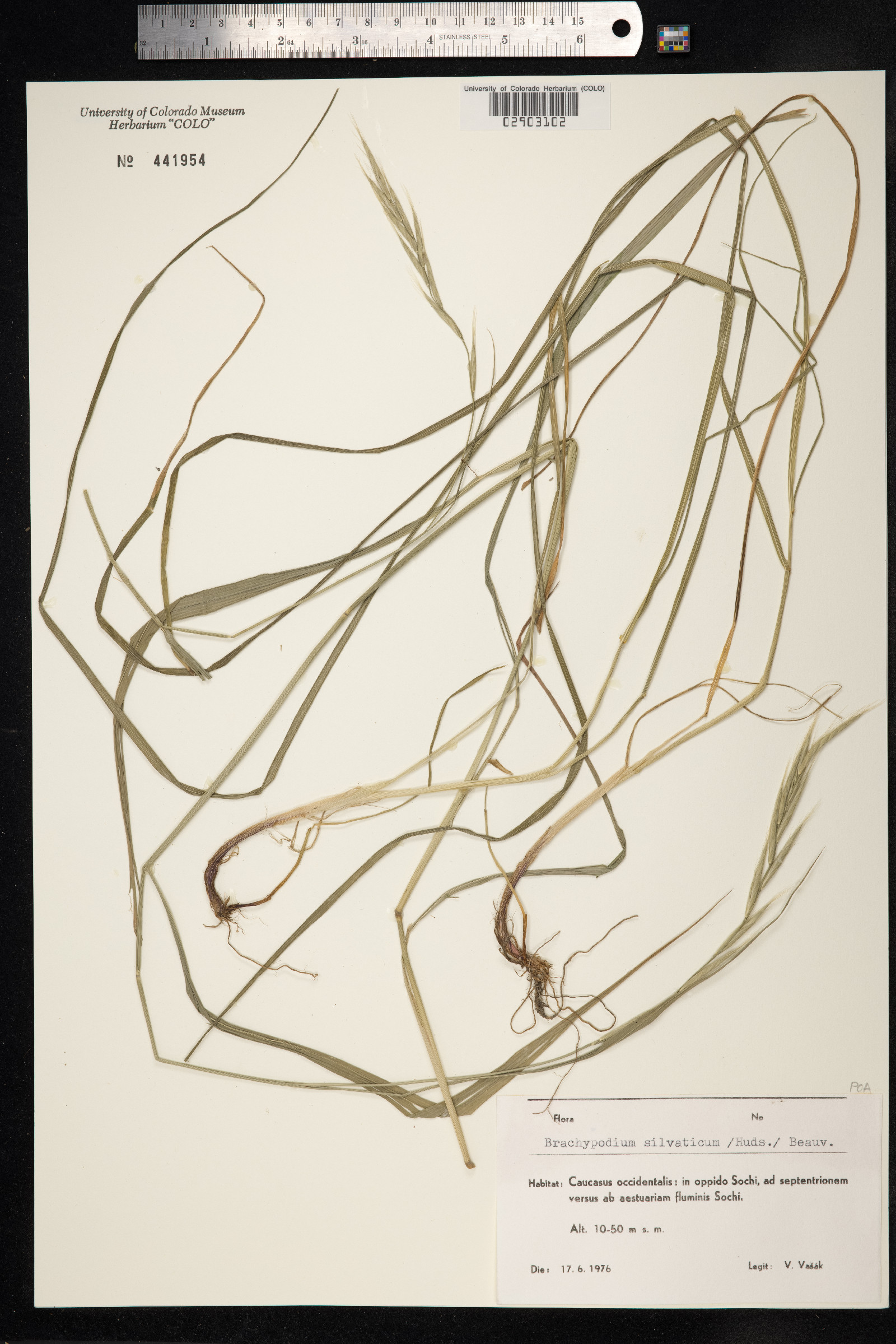 Brachypodium sylvaticum image