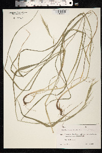 Brachypodium sylvaticum image