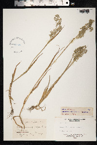 Briza minor image