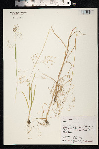 Briza minor image