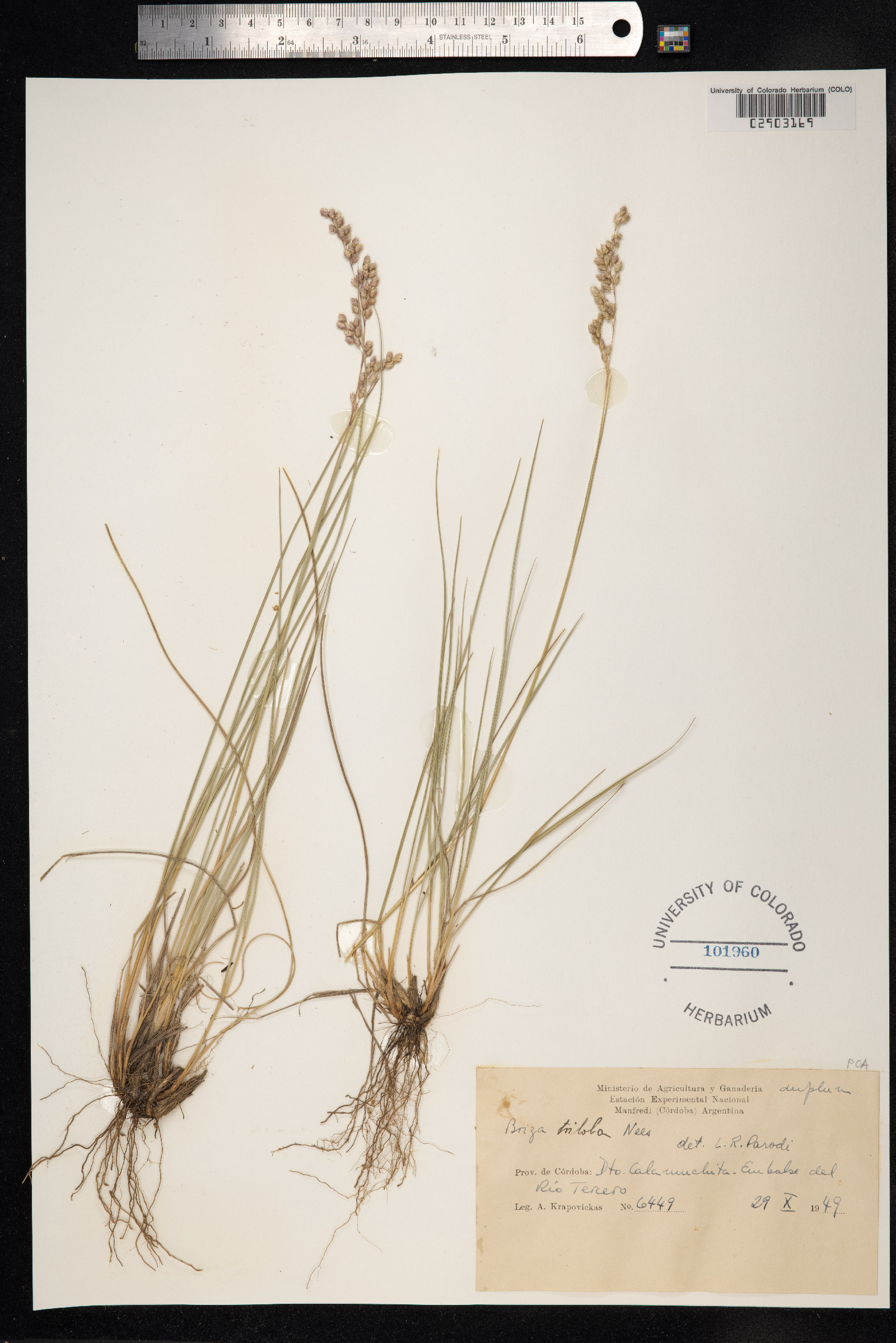 Chascolytrum subaristatum image