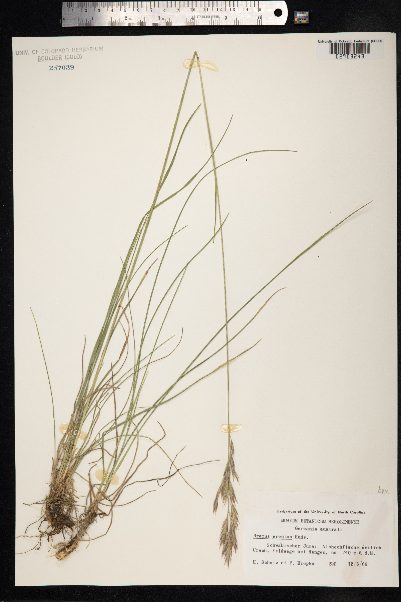 Bromus erectus image