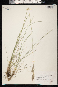 Bromus erectus image