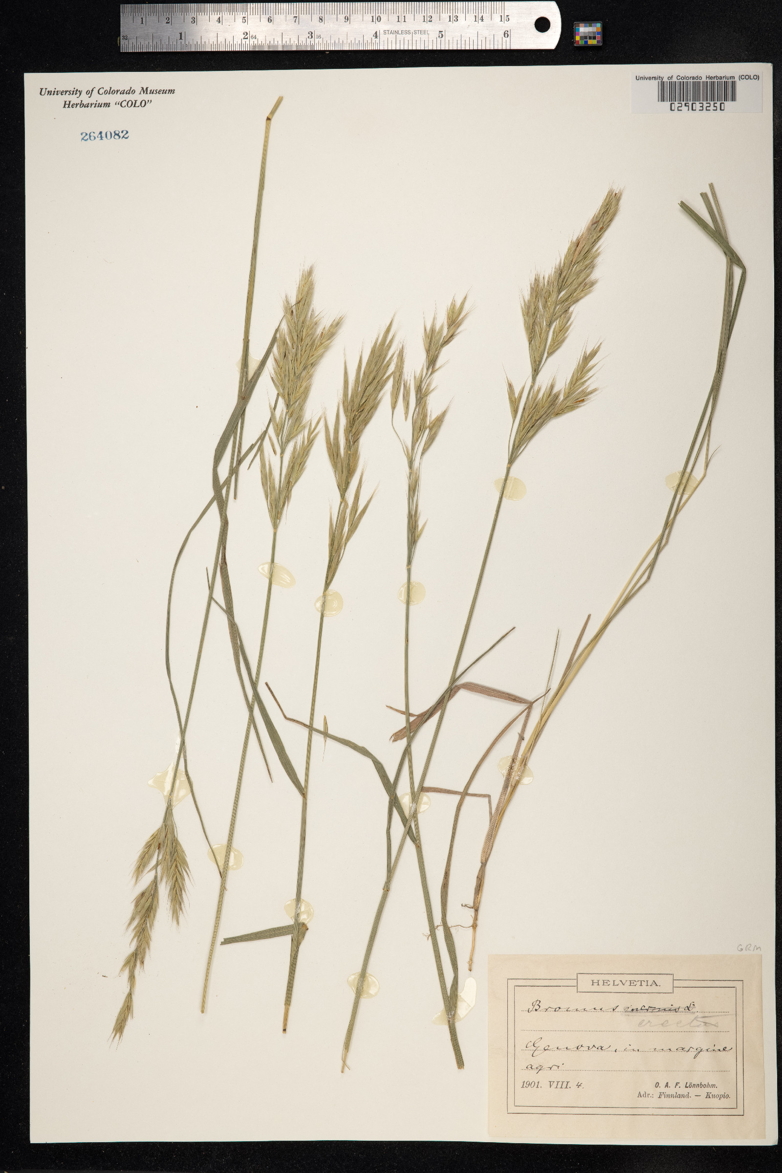 Bromus erectus image