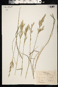 Bromus erectus image