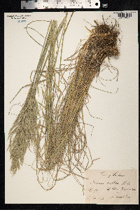 Bromus erectus image
