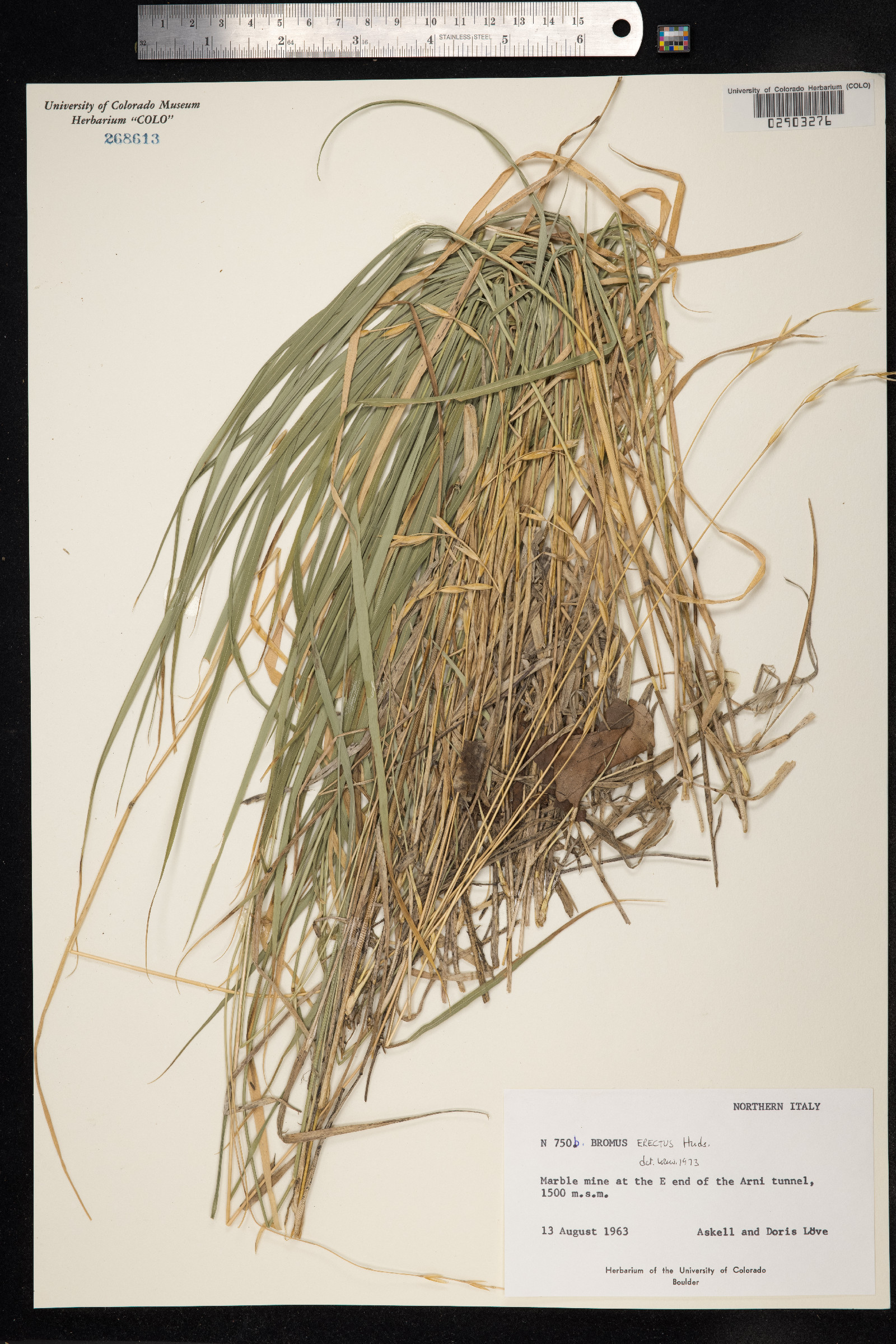 Bromus erectus image
