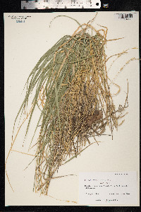 Bromus erectus image