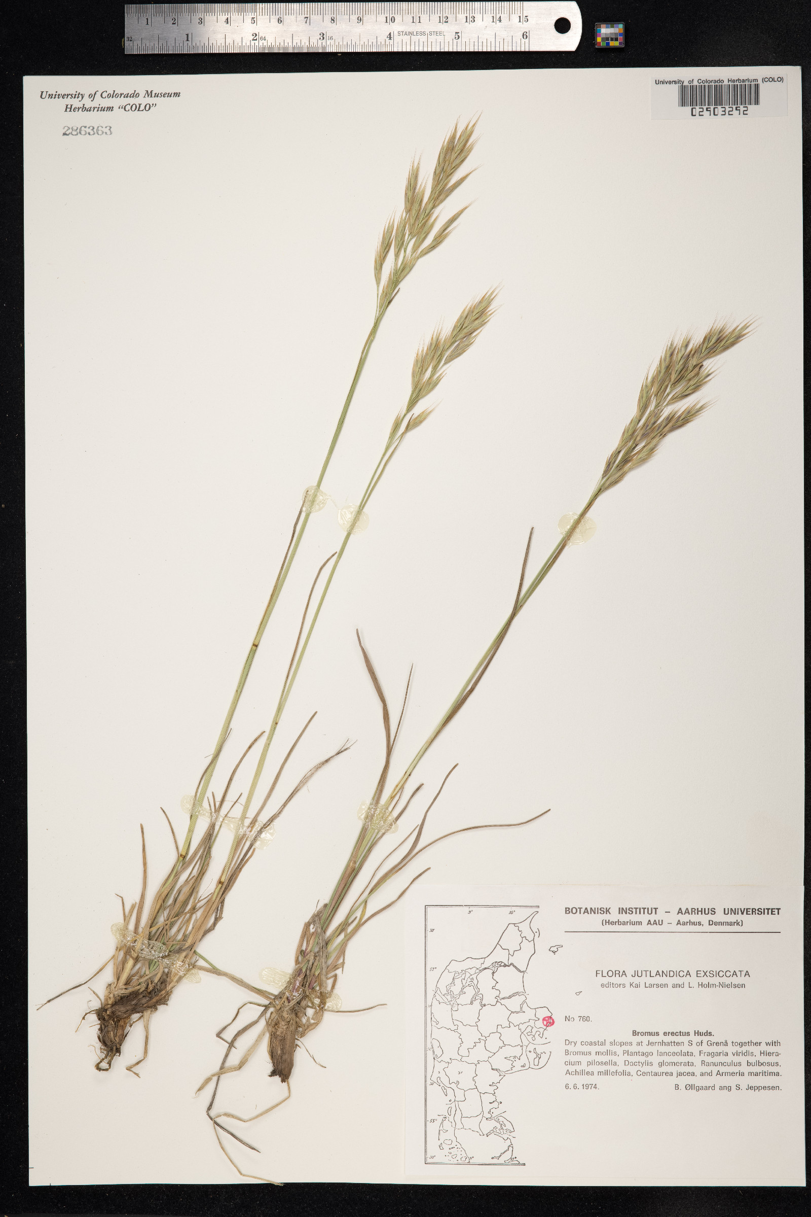 Bromus erectus image