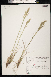 Bromus erectus image