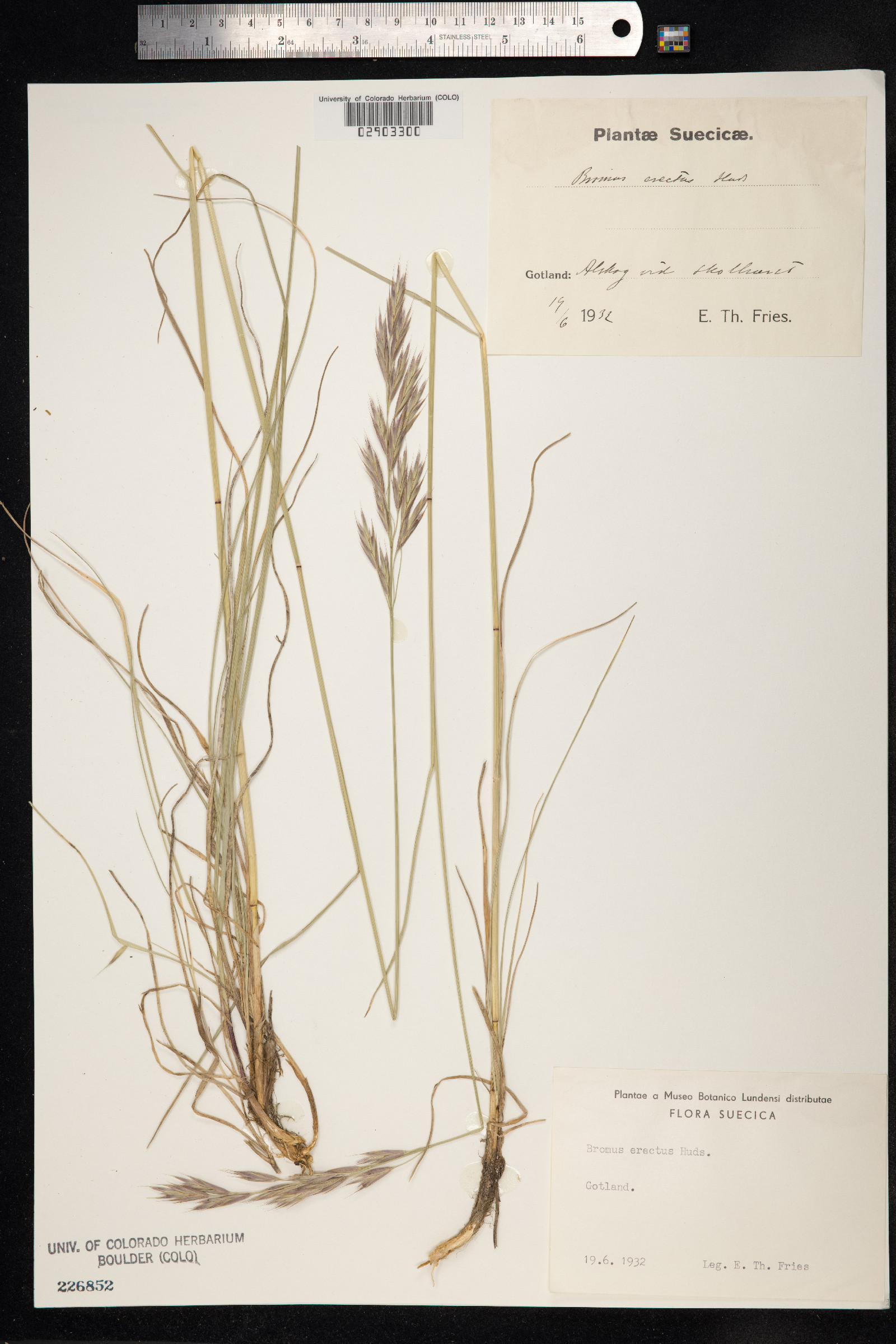 Bromus erectus image