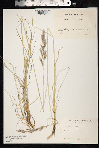 Bromus erectus image