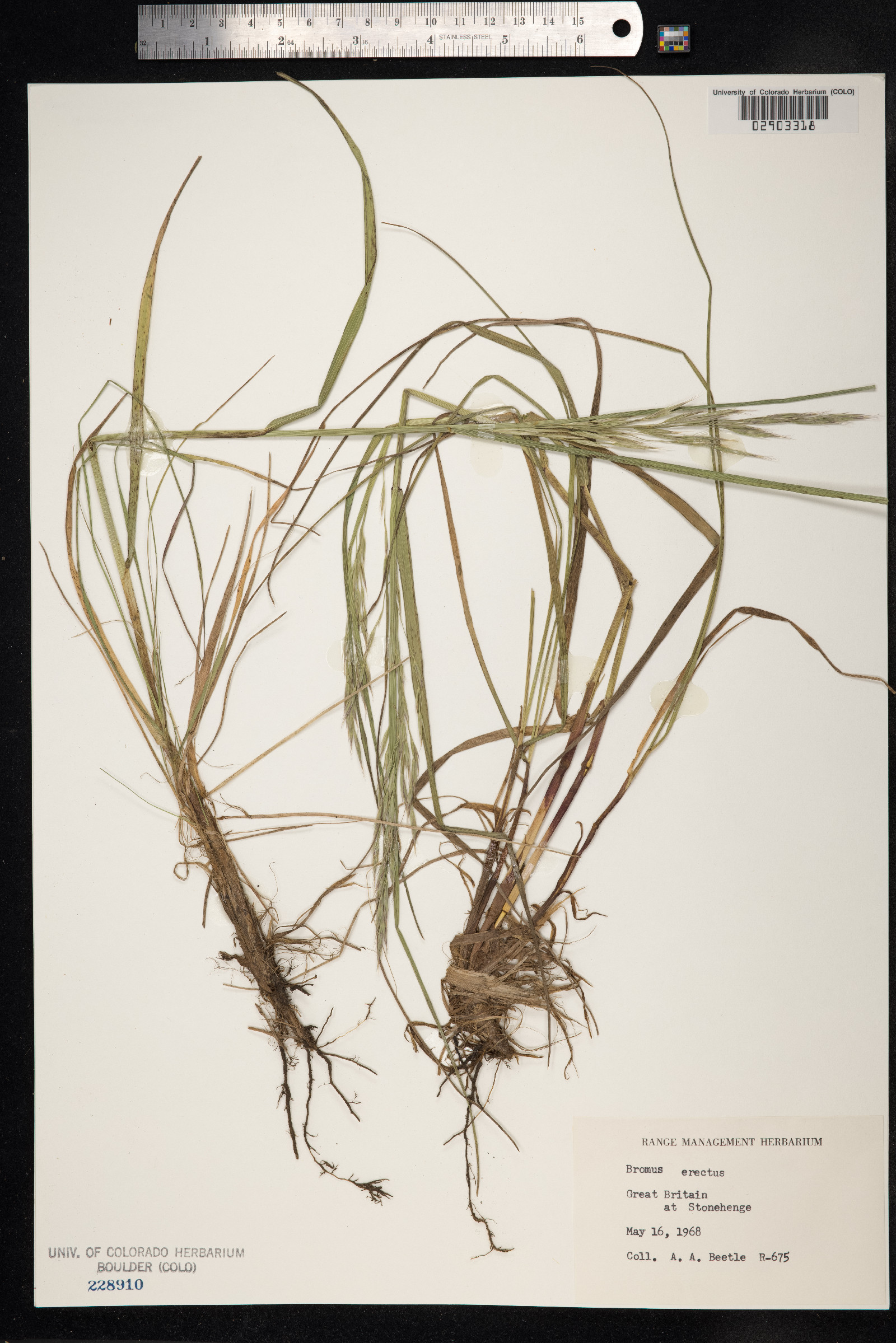 Bromus erectus image
