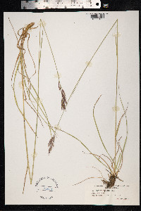 Bromus erectus image