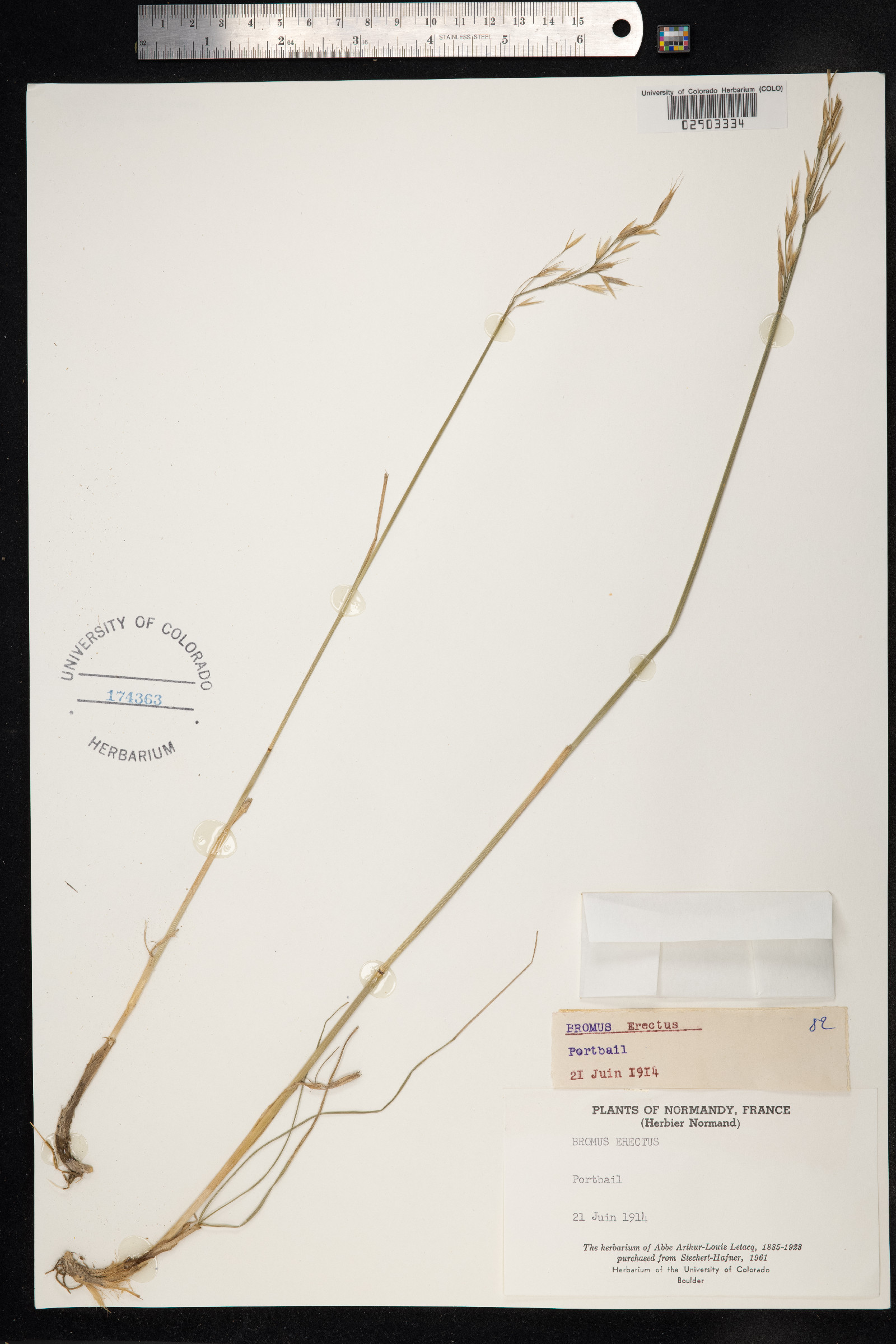 Bromus erectus image