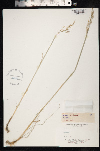 Bromus erectus image