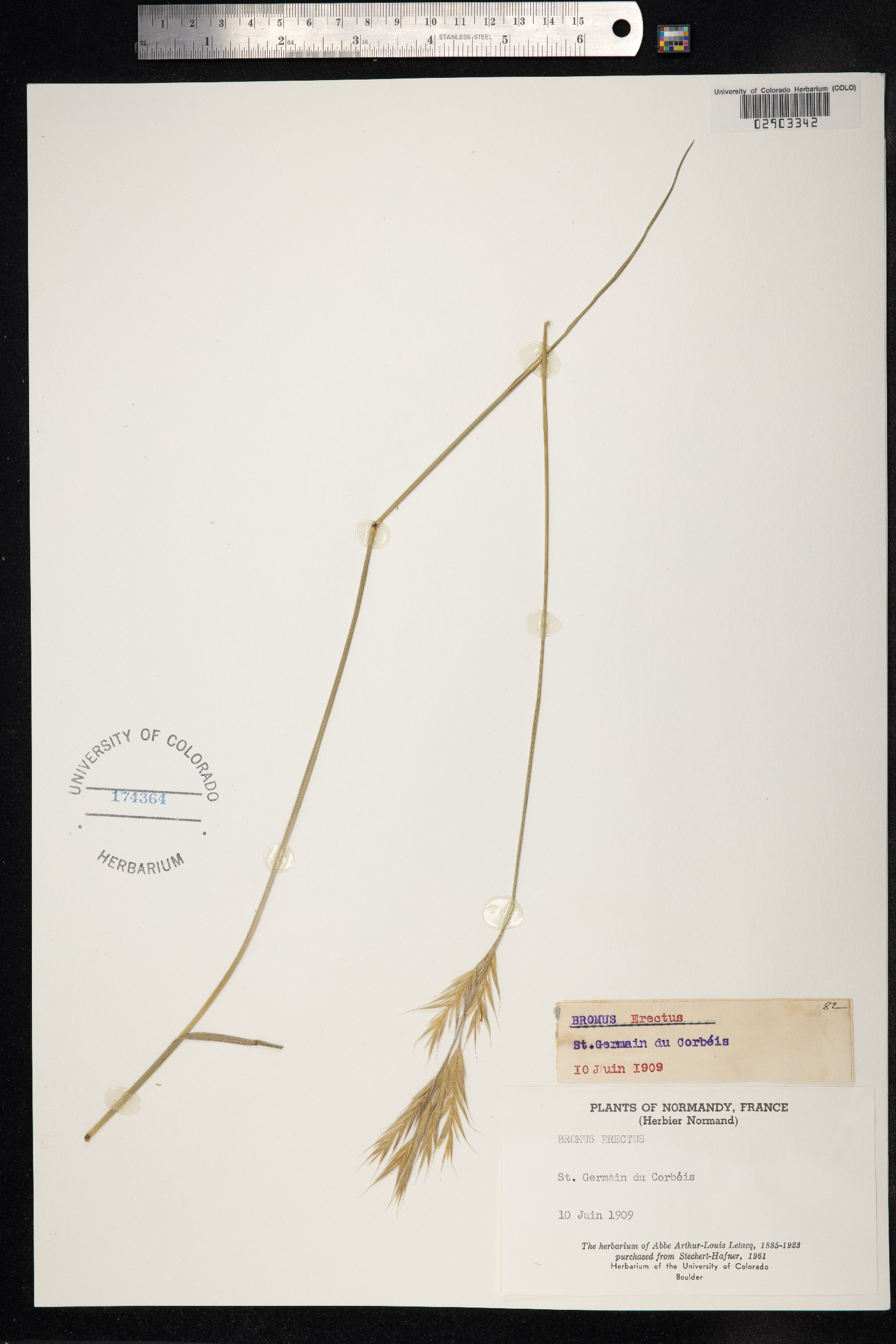 Bromus erectus image