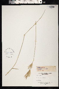 Bromus erectus image