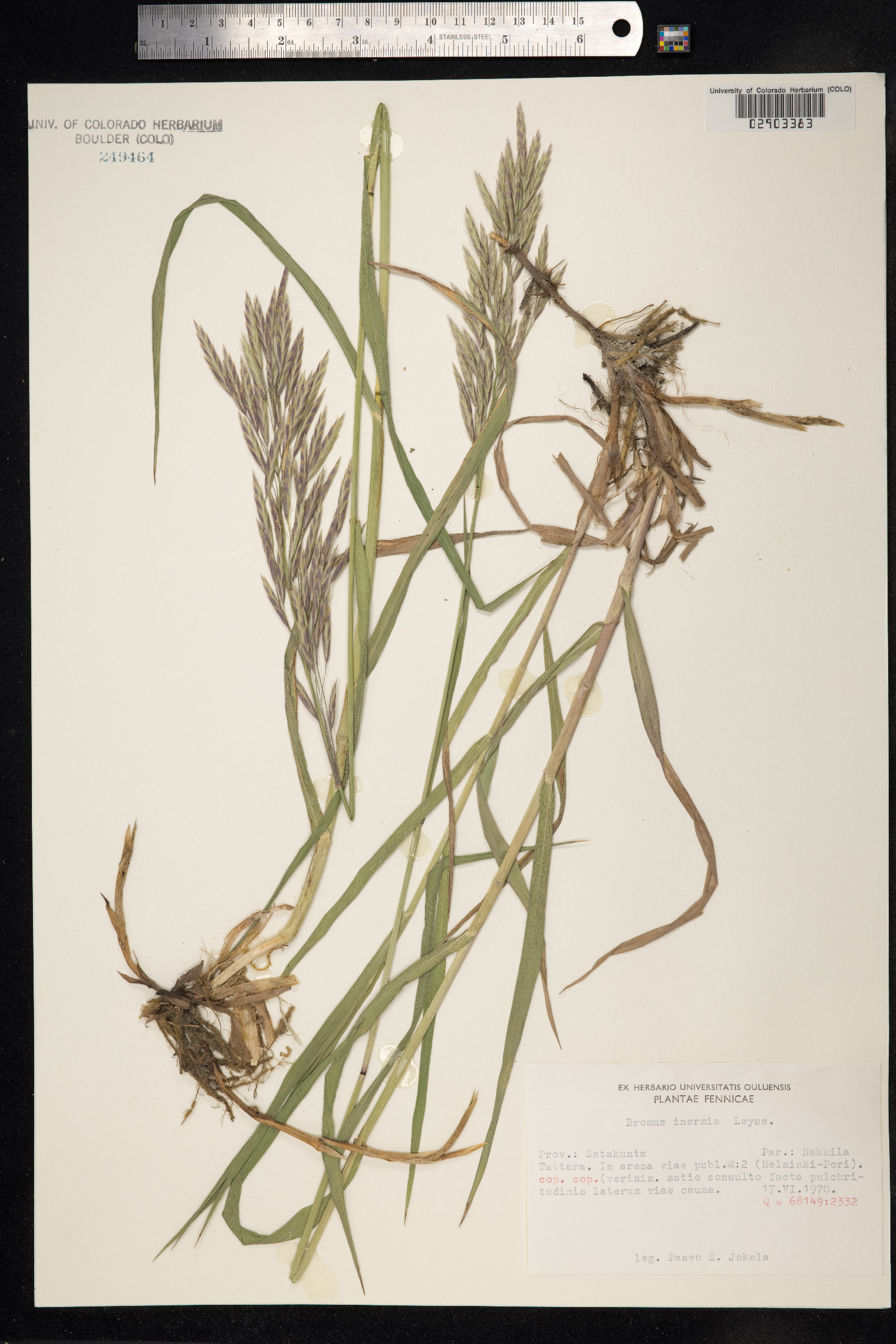 Bromus inermis image
