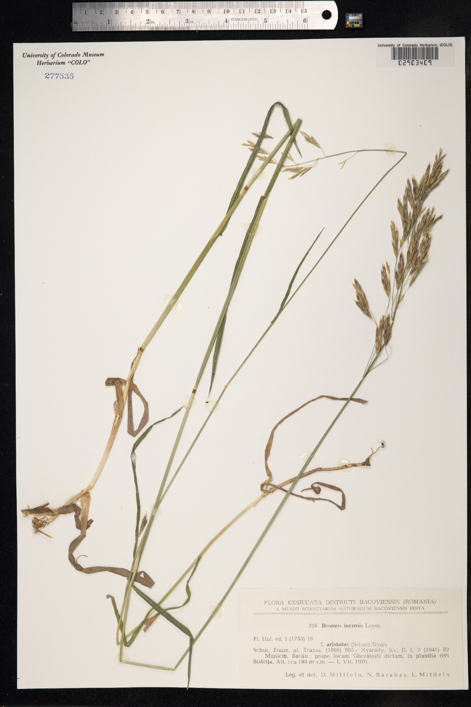 Bromus inermis image