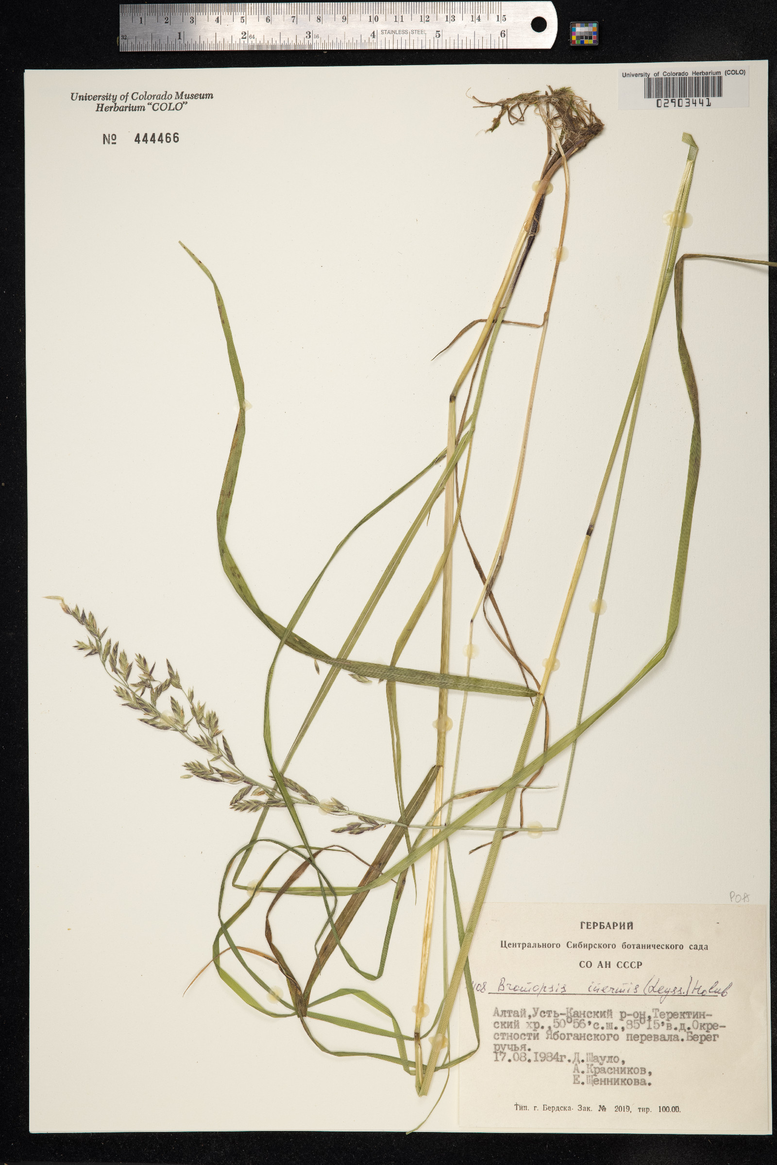 Bromus inermis image