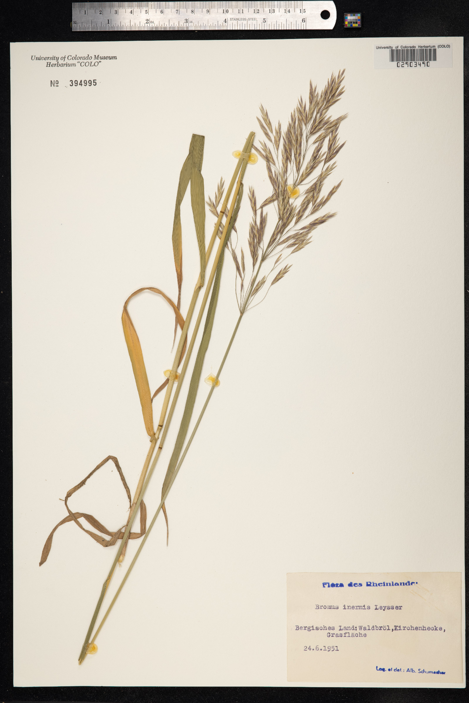 Bromus inermis image