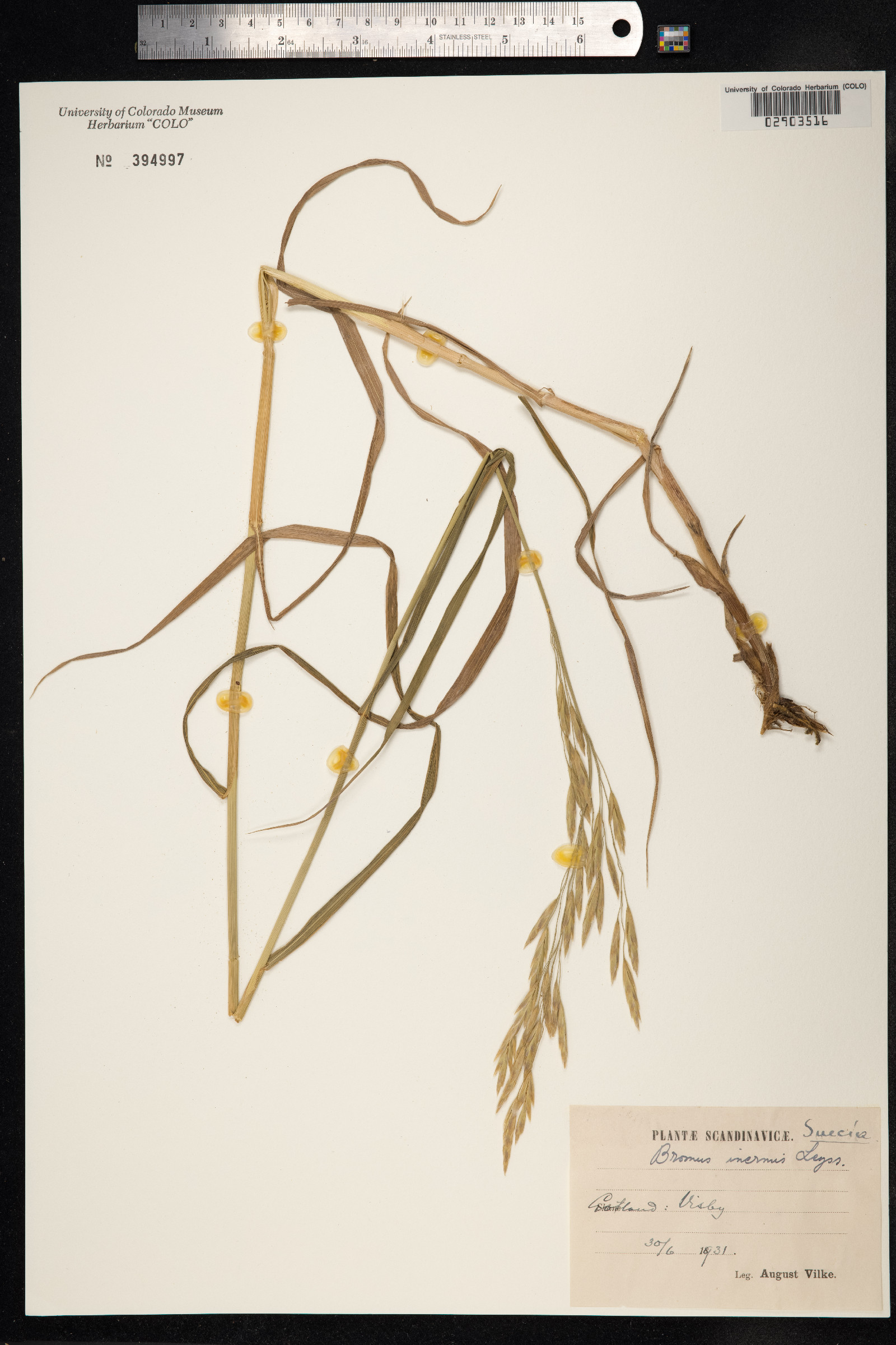Bromus inermis image