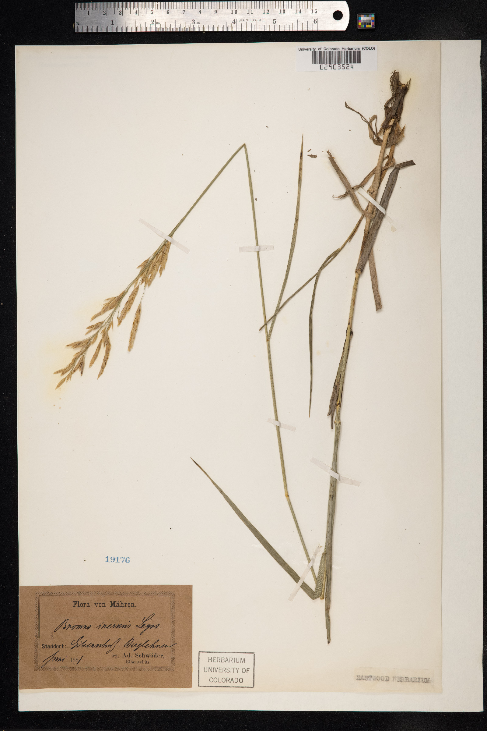 Bromus inermis image