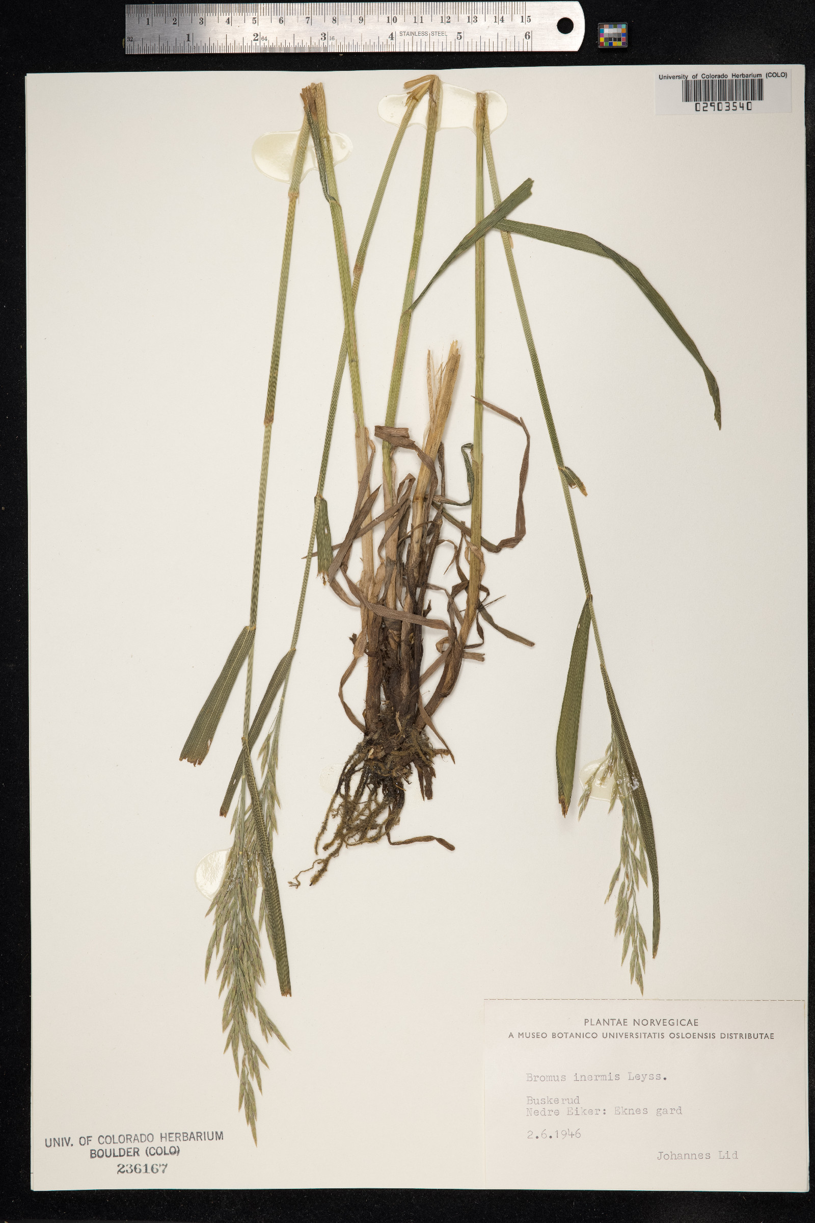 Bromus inermis image