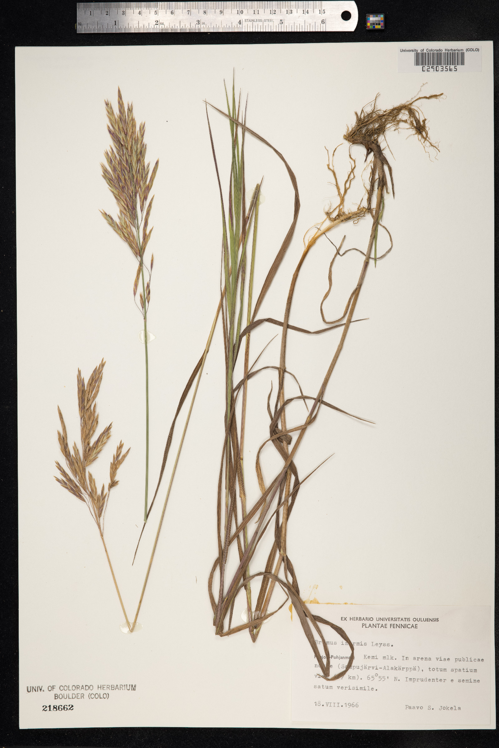 Bromus inermis image