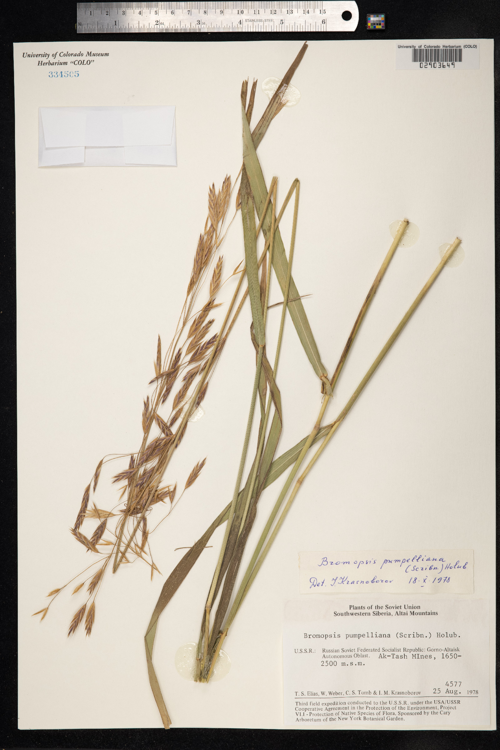 Bromus pumpellianus image