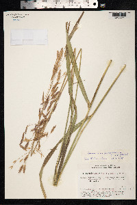 Bromus pumpellianus image