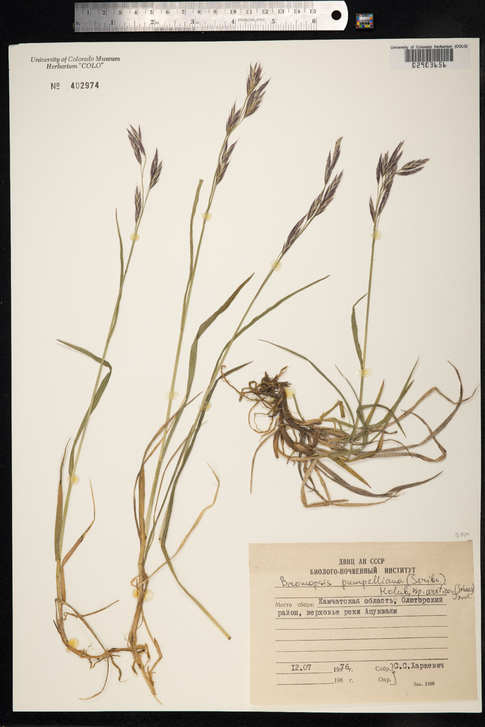Bromus pumpellianus image