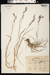 Bromus pumpellianus image