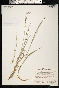 Bromus pumpellianus image