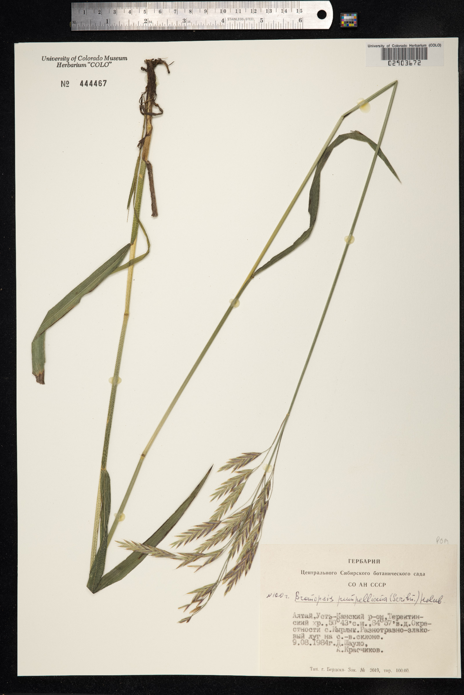Bromus pumpellianus image