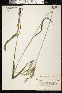 Bromus pumpellianus image