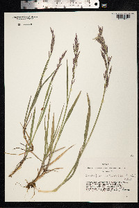 Bromus pumpellianus image