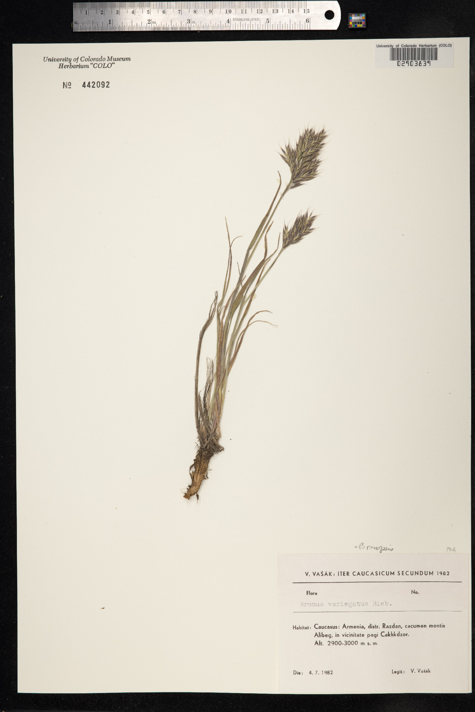 Bromopsis variegata image