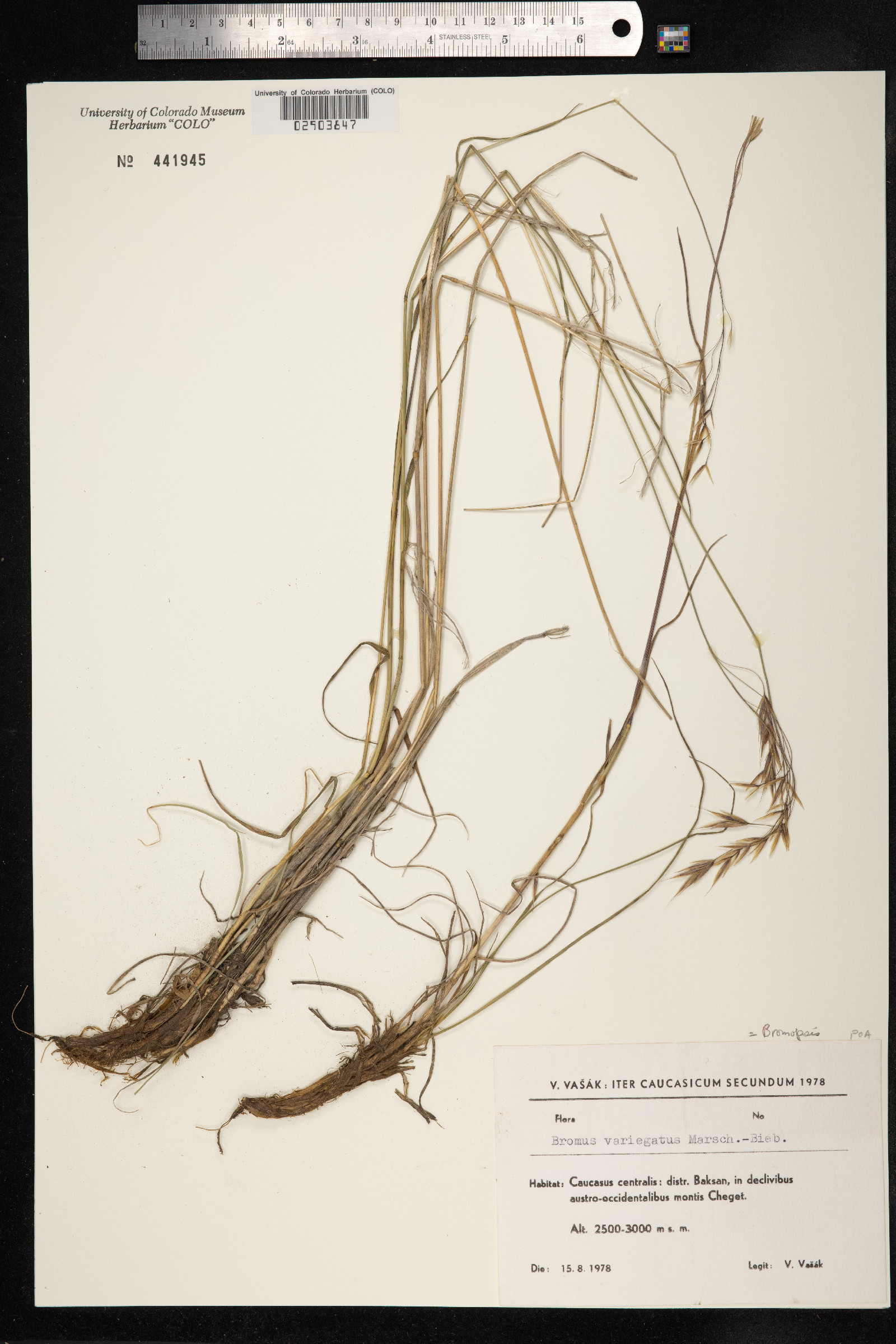 Bromopsis variegata image