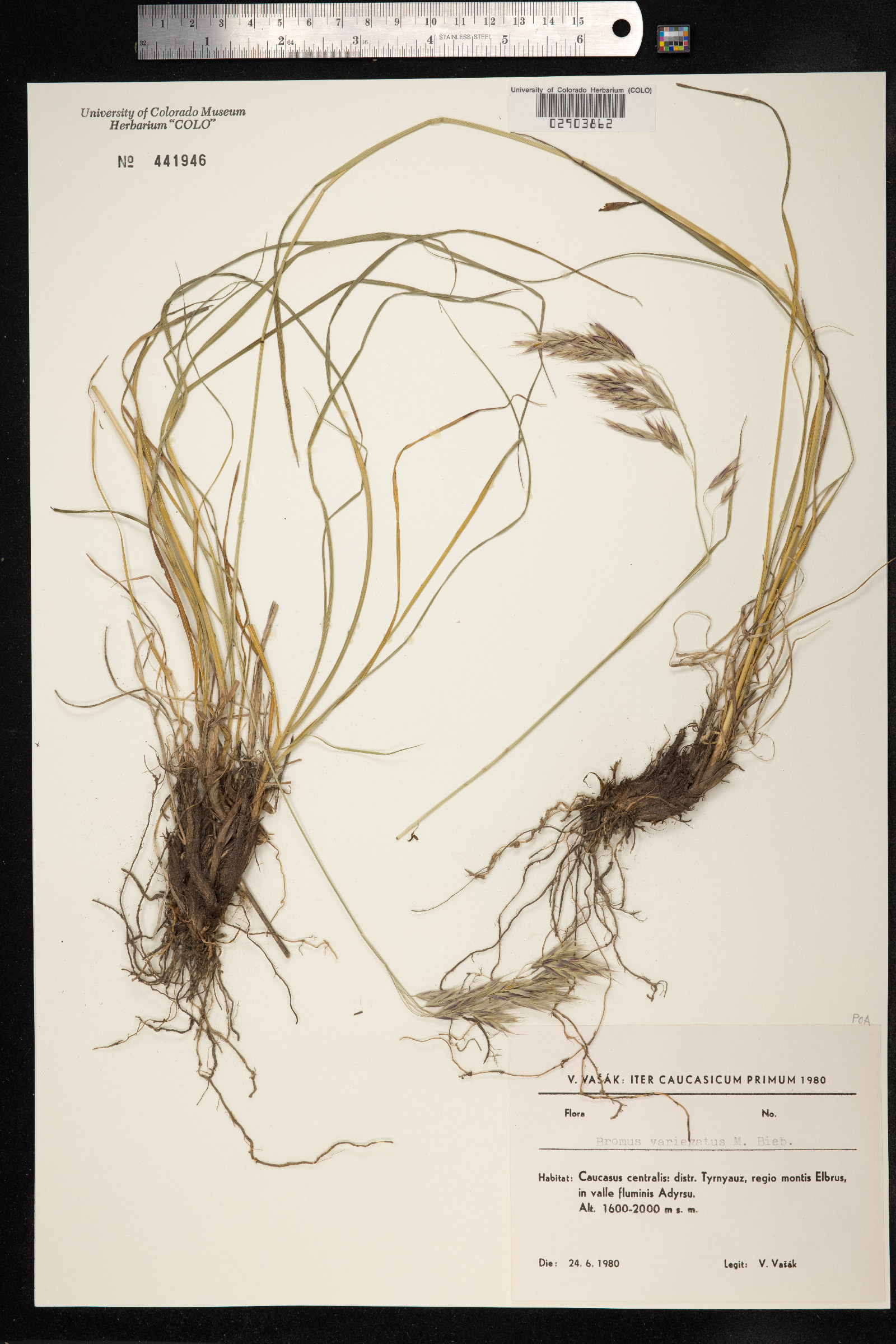 Bromopsis variegata image