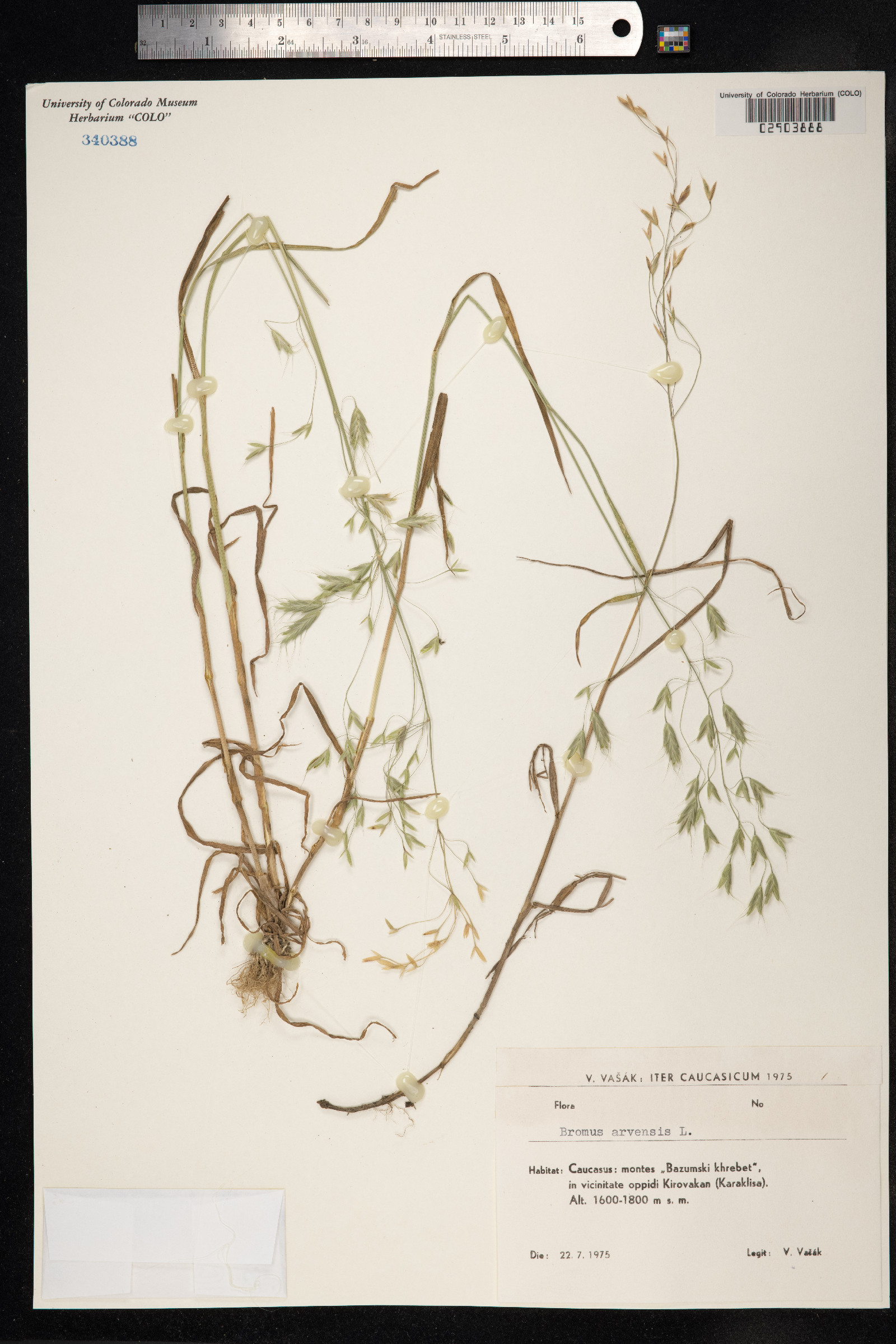 Bromus arvensis image