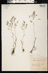 Bromus arvensis image