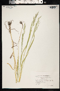 Bromus arvensis image